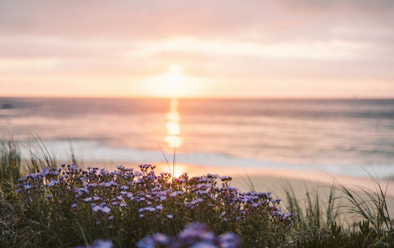 Meer mit Blumen