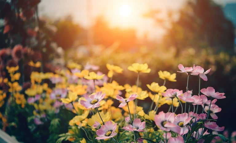 Blumenwiese